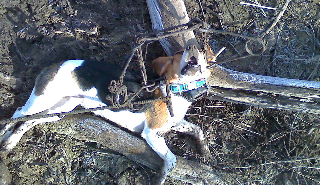 chien-piege-canada Piège