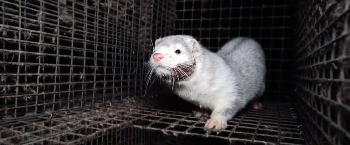 Élevage Madzherito Mink Farm en Bulgarie, certifié WelFur. Photo prise en 2022.