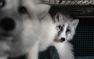 Nouvelle étape vers l’interdiction commerciale en Suisse des fourrures provenant d’animaux maltraités
